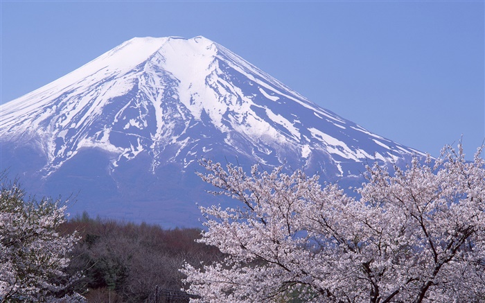 Monte Fuji, Japón, la primavera, flores de cerezo florece Fondos de pantalla, imagen