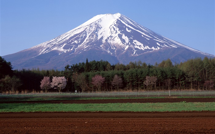 Monte Fuji, Japón, árboles, campo de granja Fondos de pantalla, imagen