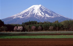 Monte Fuji, Japón, árboles, campo de granja HD fondos de pantalla