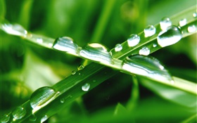 Naturaleza primer plano, hierba verde, hoja, gotas de agua