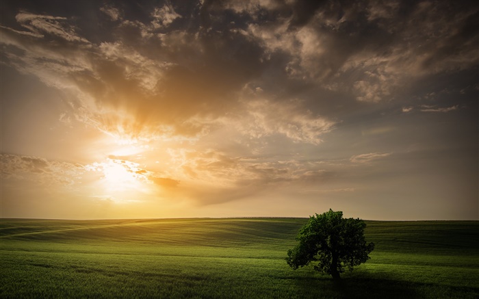 campo de la naturaleza del árbol del cielo de primavera la puesta del sol Fondos de pantalla, imagen