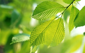 Naturaleza, hojas verdes, bokeh HD fondos de pantalla