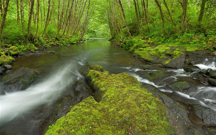 Nestucca River, Oregón, EE.UU., musgo, árboles, verde Fondos de pantalla, imagen