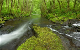Nestucca River, Oregón, EE.UU., musgo, árboles, verde HD fondos de pantalla