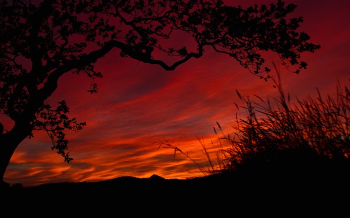 Noche, cielo rojo, nubes, árboles, hierba, silueta negro Fondos de pantalla, imagen