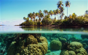 Océano, mar, bajo el agua, piedras, palmeras, las nubes HD fondos de pantalla