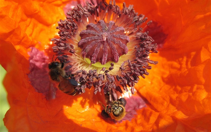 flor de naranja, pistilo, abeja Fondos de pantalla, imagen
