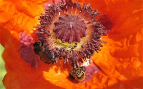 flor de naranja, pistilo, abeja