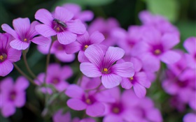 Oxalis, flores púrpuras, pétalos, la fotografía macro