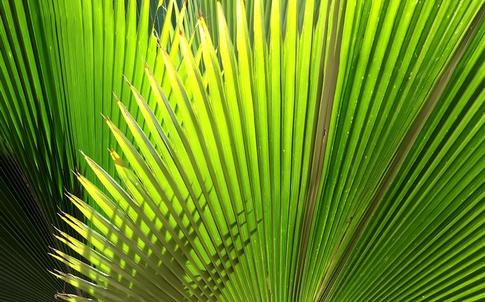 Palma, hojas en forma de abanico Fondos de pantalla, imagen