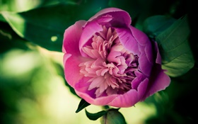 flor rosa peonía primer plano