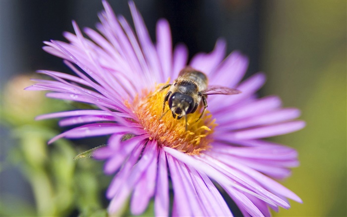 pétalos de rosa flor, abeja, insecto primer plano Fondos de pantalla, imagen
