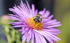 pétalos de rosa flor, abeja, insecto primer plano HD fondos de pantalla