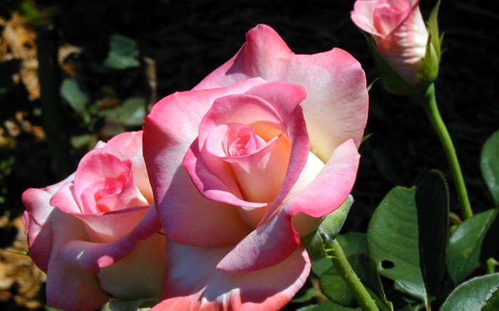 pétalos de rosa color de rosa, flores, primavera Fondos de pantalla, imagen
