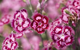 flores de color rosa púrpura, pétalos, bokeh HD fondos de pantalla