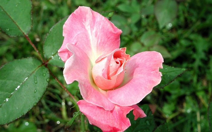 Rosa rosa después de la lluvia Fondos de pantalla, imagen