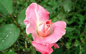 Rosa rosa después de la lluvia HD fondos de pantalla