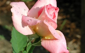 Rosa rosa flor de primer plano, rocío HD fondos de pantalla
