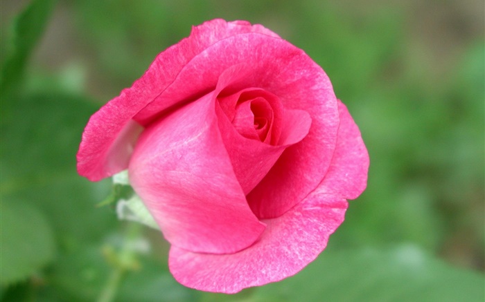 Rosa rosa flor de primer plano, fondo verde Fondos de pantalla, imagen
