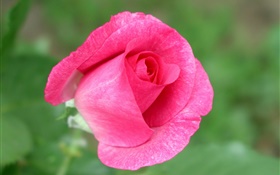 Rosa rosa flor de primer plano, fondo verde HD fondos de pantalla