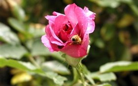 Rosa rosa flor, rocío, abeja HD fondos de pantalla