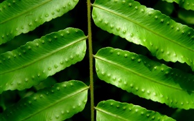 Plantas hojas verdes close-up HD fondos de pantalla