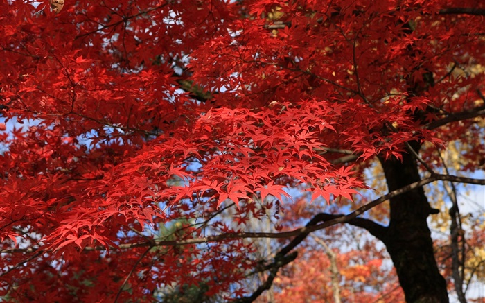 Hojas rojas, árbol de arce, otoño hermoso Fondos de pantalla, imagen
