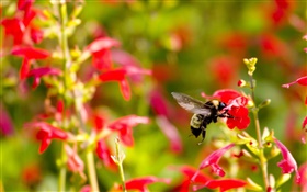 las pequeñas flores rojas, abeja insectos HD fondos de pantalla