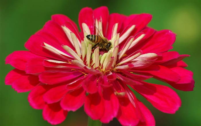 Pétalos rojos de la flor, abeja, fondo verde Fondos de pantalla, imagen