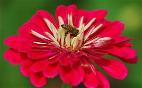 Pétalos rojos de la flor, abeja, fondo verde