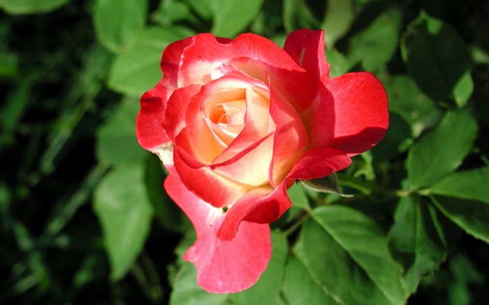 Rosa roja flor de primer plano, hojas Fondos de pantalla, imagen