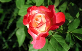 Rosa roja flor de primer plano, hojas