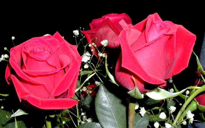 Flores rosas rojas, ramo Fondos de pantalla, imagen