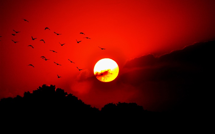cielo rojo, nubes, puesta del sol, resplandor, pájaros, silueta Fondos de pantalla, imagen