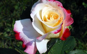 flor rosa primer plano, tres colores pétalos, rocío