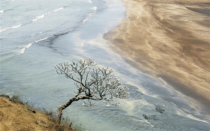 Mar, playa, costa, árbol Fondos de pantalla, imagen