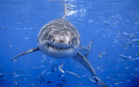Tiburón, mar azul, el agua HD fondos de pantalla