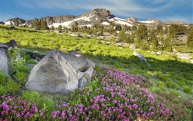 Pendiente, montañas, hierba, flores, naturaleza HD fondos de pantalla