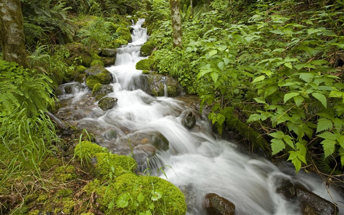 Spring Creek, arbusto, Oregon, EE.UU. Fondos de pantalla, imagen