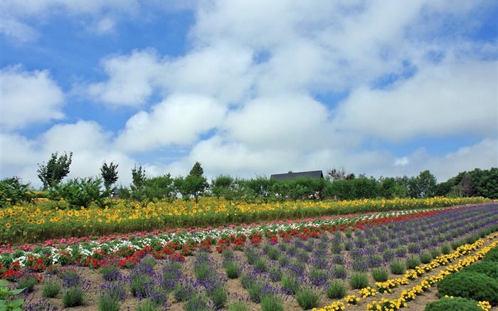 Campo de flor del verano, nube, Hokkaido, Japón Fondos de pantalla, imagen