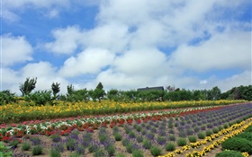 Campo de flor del verano, nube, Hokkaido, Japón