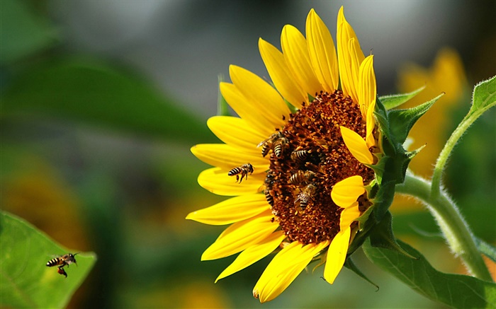Girasol, abeja, insecto Fondos de pantalla, imagen