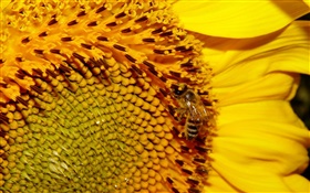 Girasol, pétalos de color amarillo, pistilo, abeja