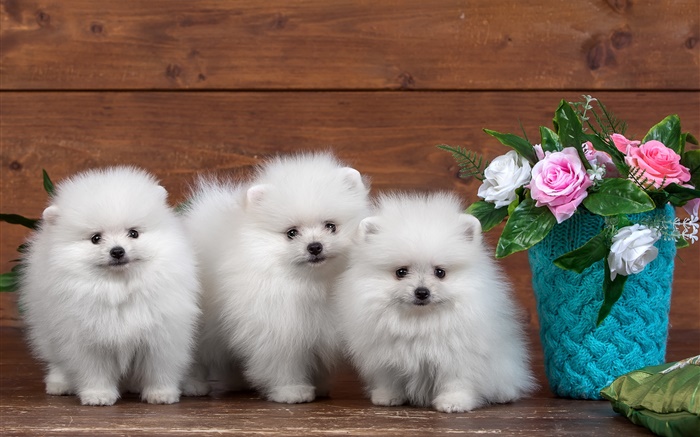 Tres cachorros blancos, flores color de rosa Fondos de pantalla, imagen