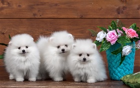 Tres cachorros blancos, flores color de rosa