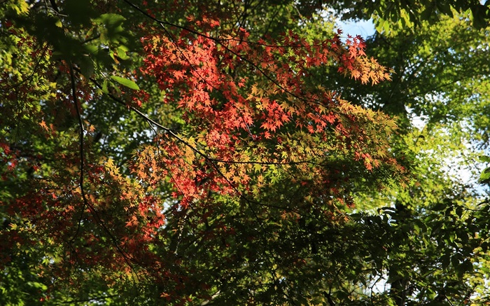 Árboles, hojas de arce, verde y rojo, la luz del sol, otoño Fondos de pantalla, imagen