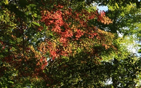 Árboles, hojas de arce, verde y rojo, la luz del sol, otoño HD fondos de pantalla