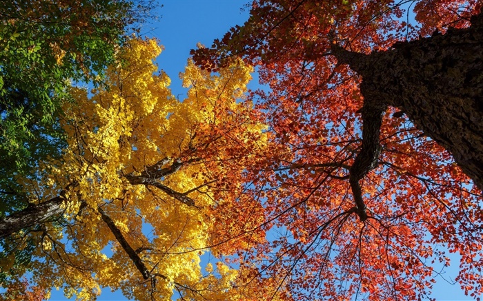 Árboles, hojas amarillas y rojas, otoño Fondos de pantalla, imagen