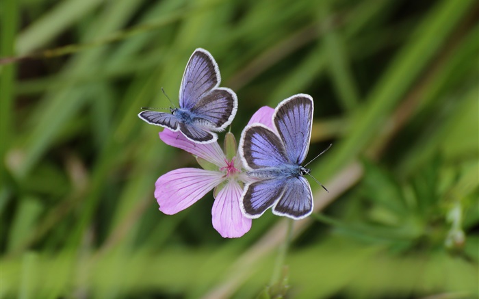 Dos mariposas, hierba, flor, bokeh Fondos de pantalla, imagen