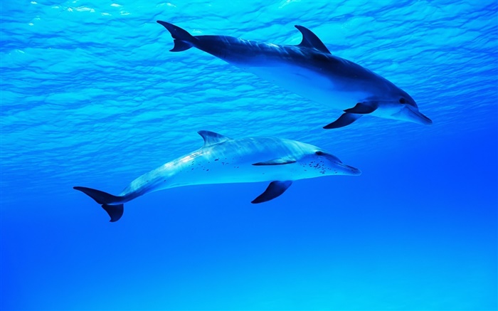 Dos delfines, bajo el agua, mar, océano Fondos de pantalla, imagen